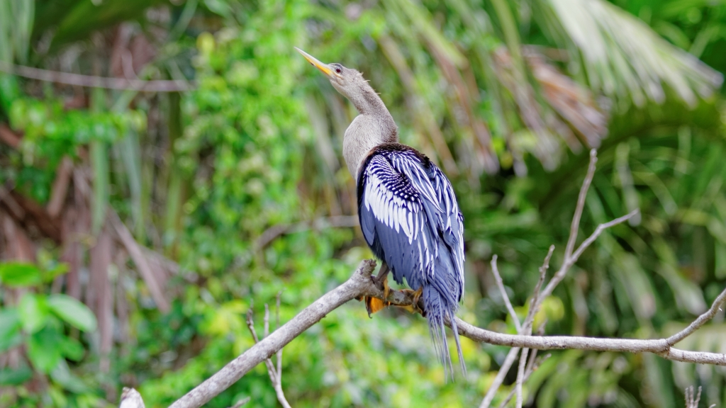 25 - Tortuguero NP (33).jpg